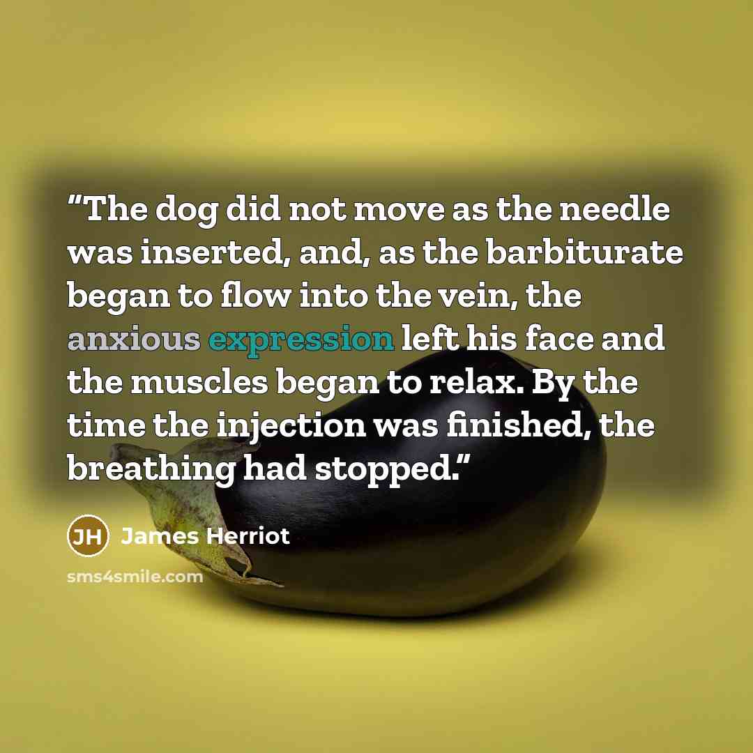 “The dog did not move as the needle was inserted, and, as the barbiturate began to flow into the vein, the anxious expression left his face and the muscles began to relax. By the time the injection was finished, the breathing had stopped.” quote by James Herriot