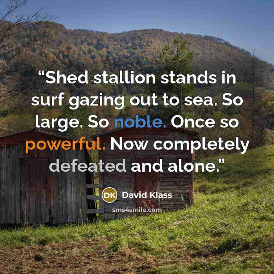 “Shed stallion stands in surf gazing out to sea. So large. So noble. Once so powerful. Now completely defeated and alone.” quote by David Klass