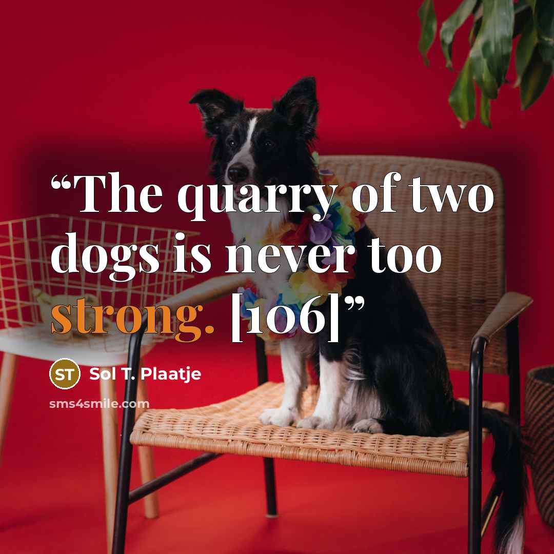 “The quarry of two dogs is never too strong. [106]” quote by Sol T. Plaatje