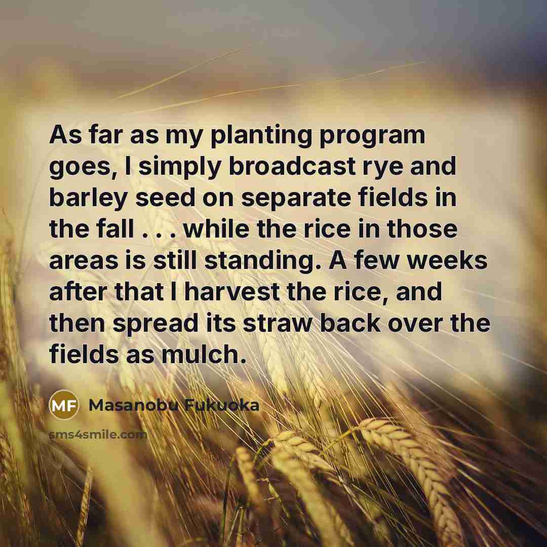 “As far as my planting program goes, I simply broadcast rye and barley seed on separate fields in the fall . . . while the rice in those areas is still standing. A few weeks after that I harvest the rice, and then spread its straw back over the fields as mulch.” quote by Masanobu Fukuoka