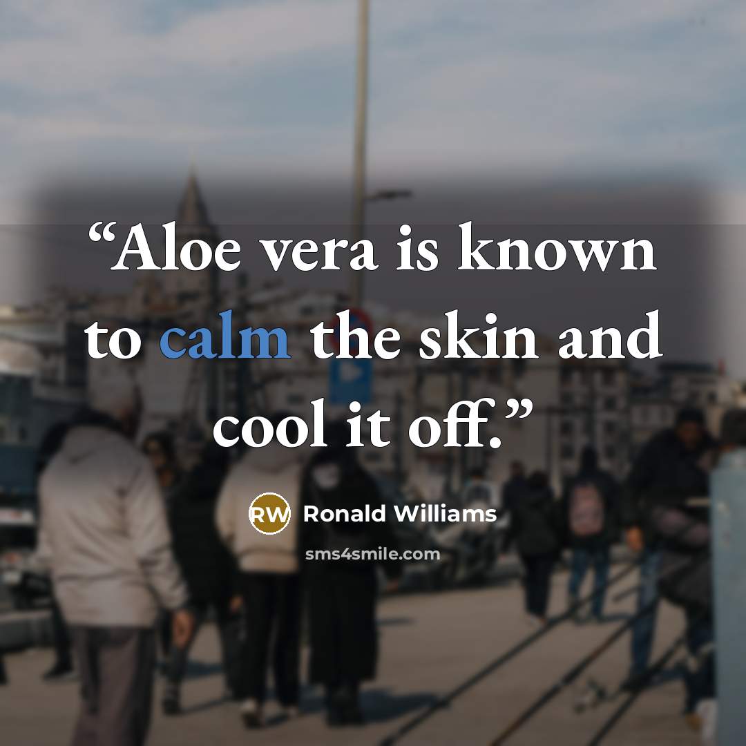 “Aloe vera is known to calm the skin and cool it off.” quote by Ronald Williams