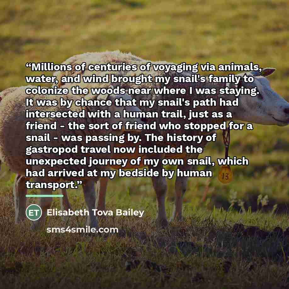 “Millions of centuries of voyaging via animals, water, and wind brought my snail's family to colonize the woods near where I was staying. It was by chance that my snail's path had intersected with a human trail, just as a friend - the sort of friend who stopped for a snail - was passing by. The…” quote by Elisabeth Tova Bailey