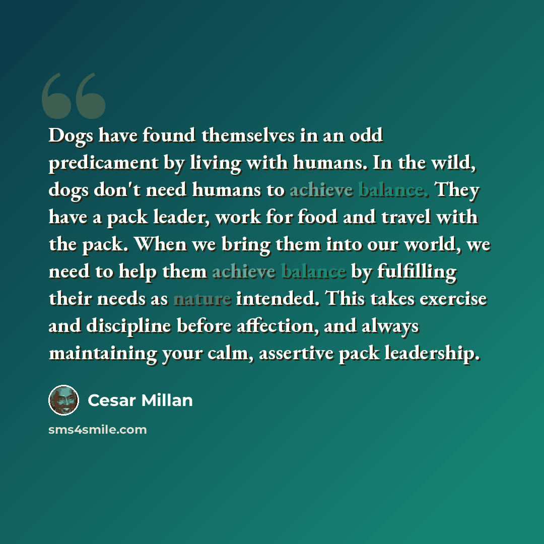 “Dogs have found themselves in an odd predicament by living with humans. In the wild, dogs don't need humans to achieve balance. They have a pack leader, work for food and travel with the pack. When we bring them into our world, we need to help them achieve balance by fulfilling their needs as…” quote by Cesar Millan