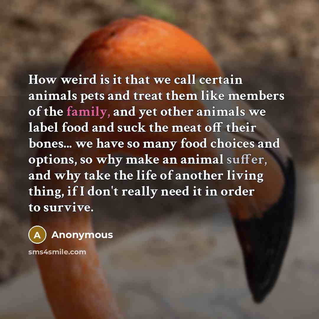“How weird is it that we call certain animals pets and treat them like members of the family, and yet other animals we label food and suck the meat off their bones... we have so many food choices and options, so why make an animal suffer, and why take the life of another living thing, if I don't…” quote by Anonymous