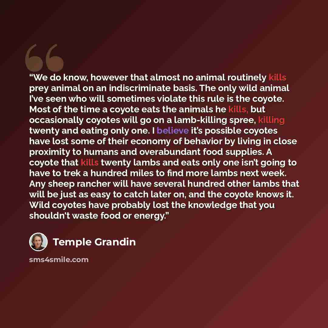 “We do know, however that almost no animal routinely kills prey animal on an indiscriminate basis. The only wild animal I’ve seen who will sometimes violate this rule is the coyote. Most of the time a coyote eats the animals he kills, but occasionally coyotes will go on a lamb-killing spree…” quote by Temple Grandin