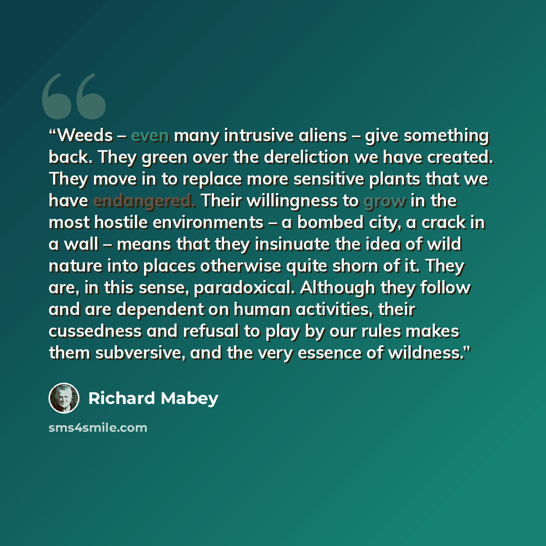 “Weeds – even many intrusive aliens – give something back. They green over the dereliction we have created. They move in to replace more sensitive plants that we have endangered. Their willingness to grow in the most hostile environments – a bombed city, a crack in a wall – means that they…” quote by Richard Mabey
