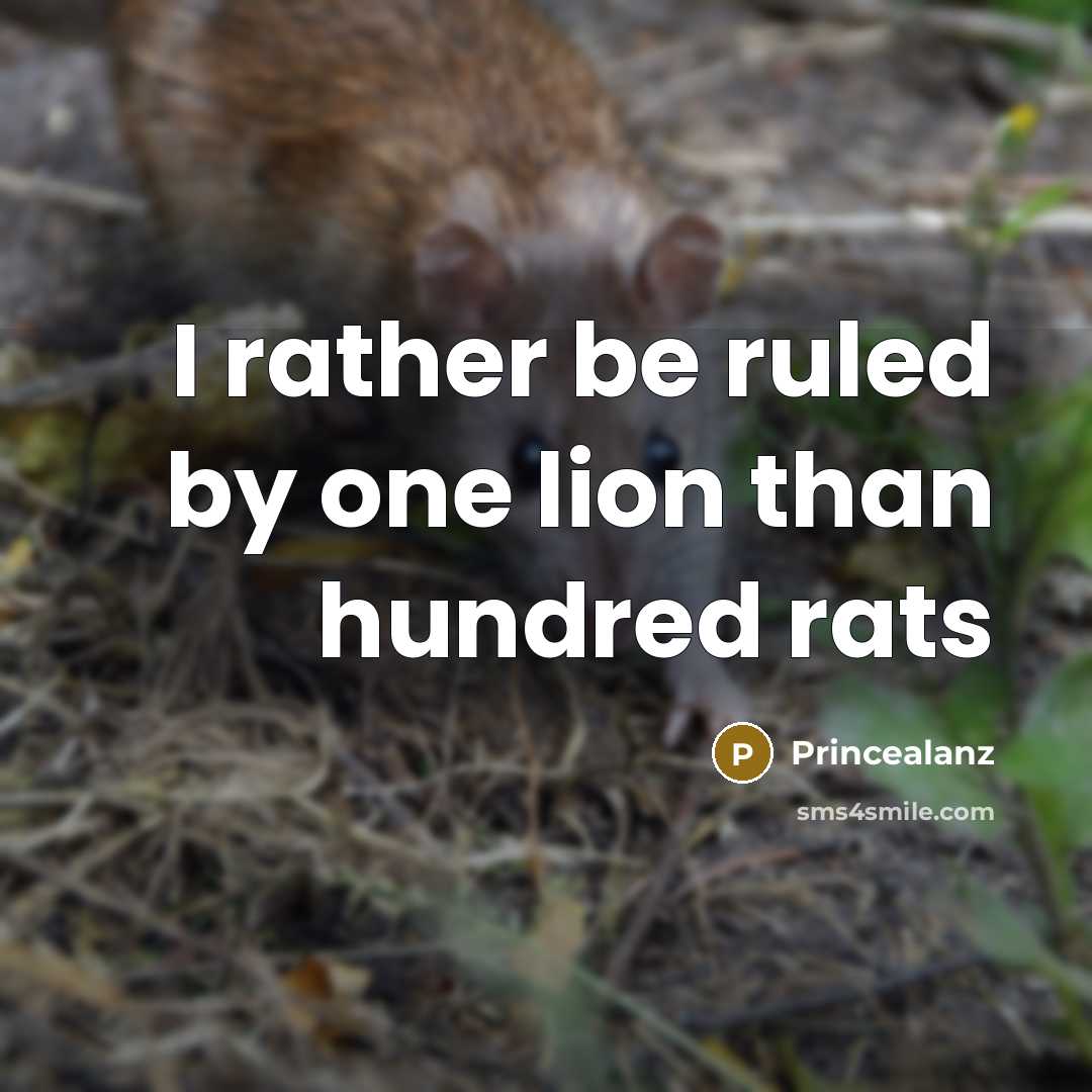 “I rather be ruled by one lion than hundred rats” quote by Princealanz