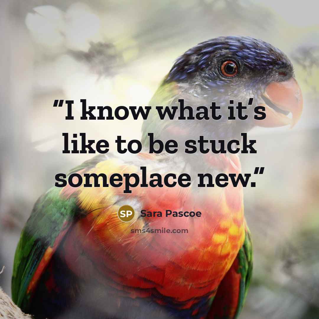“I know what it’s like to be stuck someplace new.” quote by Sara Pascoe