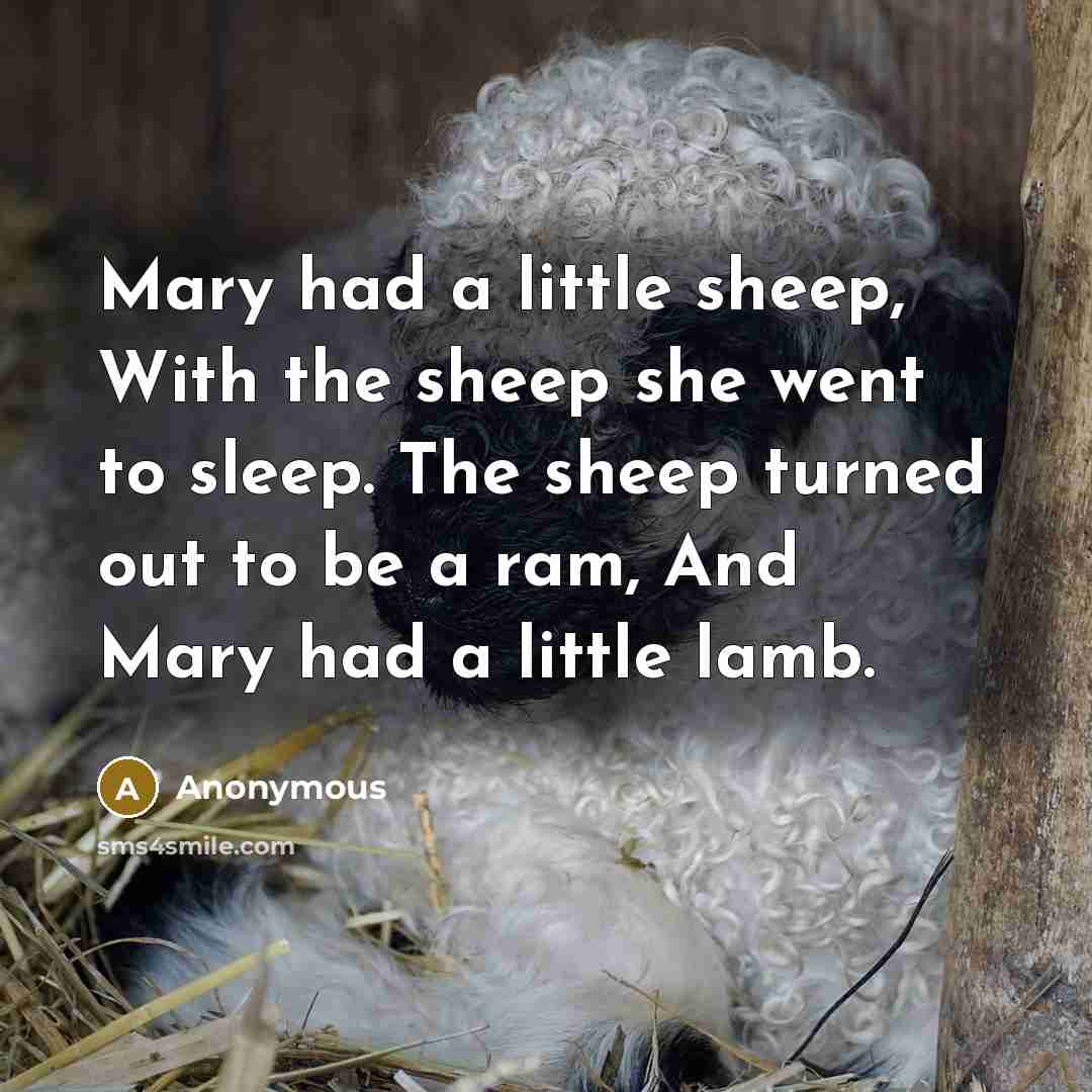 “Mary had a little sheep, With the sheep she went to sleep. The sheep turned out to be a ram, And Mary had a little lamb.” quote by Anonymous