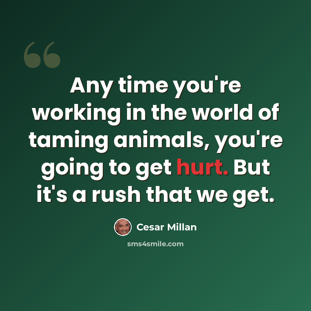 “Any time you're working in the world of taming animals, you're going to get hurt. But it's a rush that we get.” quote by Cesar Millan