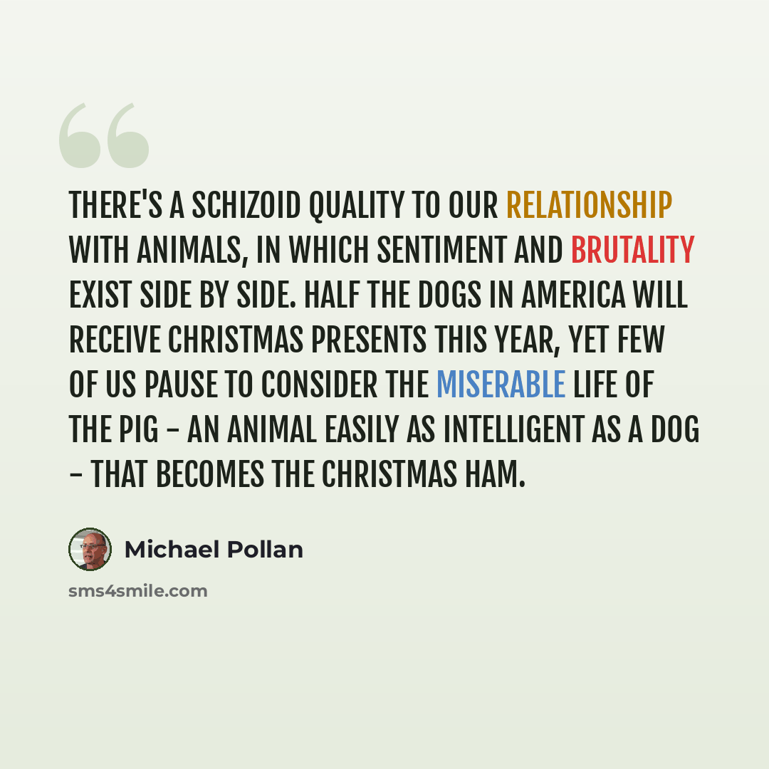 “There's a schizoid quality to our relationship with animals, in which sentiment and brutality exist side by side. Half the dogs in America will receive Christmas presents this year, yet few of us pause to consider the miserable life of the pig - an animal easily as intelligent as a dog - that…” quote by Michael Pollan