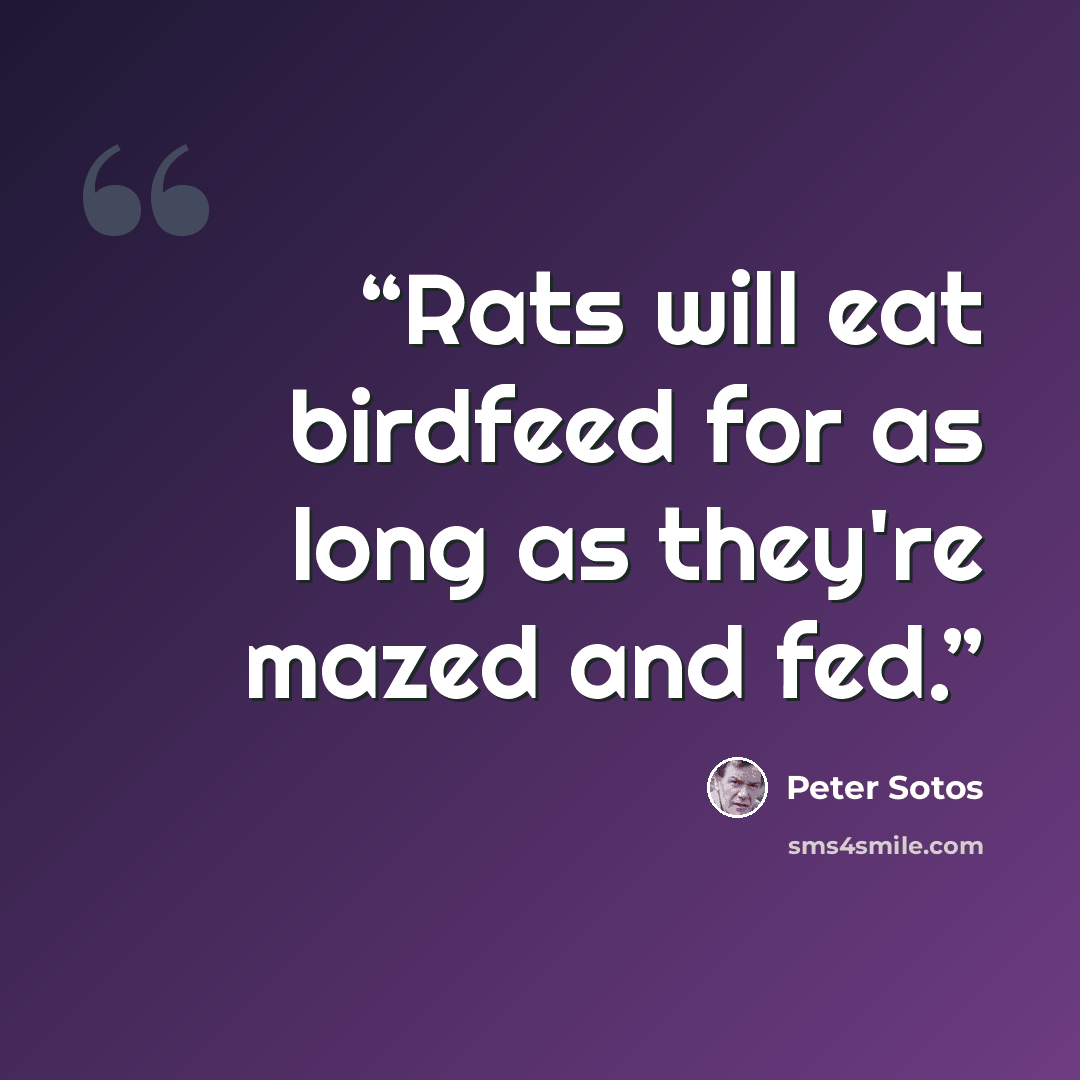 “Rats will eat birdfeed for as long as they're mazed and fed.” quote by Peter Sotos