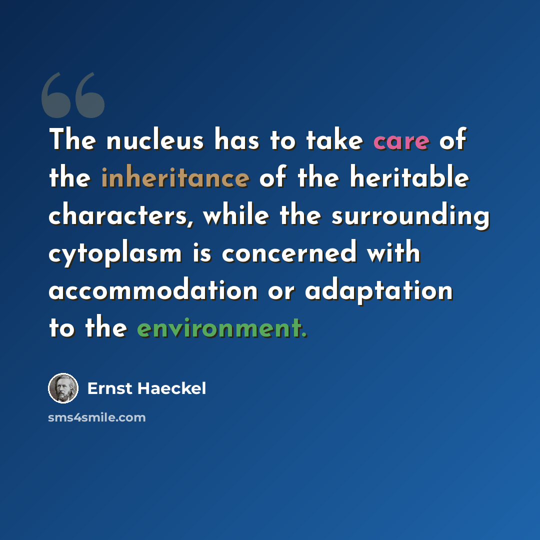 “The nucleus has to take care of the inheritance of the heritable characters, while the surrounding cytoplasm is concerned with accommodation or adaptation to the environment.” quote by Ernst Haeckel