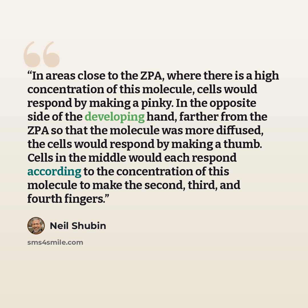 “In areas close to the ZPA, where there is a high concentration of this molecule, cells would respond by making a pinky. In the opposite side of the developing hand, farther from the ZPA so that the molecule was more diffused, the cells would respond by making a thumb. Cells in the middle would…” quote by Neil Shubin