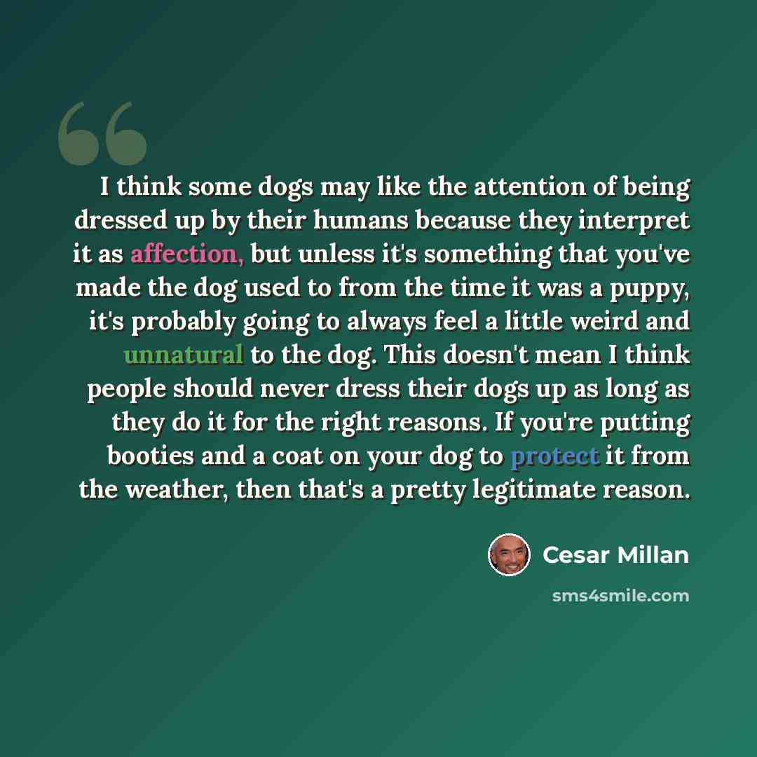 “I think some dogs may like the attention of being dressed up by their humans because they interpret it as affection, but unless it's something that you've made the dog used to from the time it was a puppy, it's probably going to always feel a little weird and unnatural to the dog. This doesn't…” quote by Cesar Millan