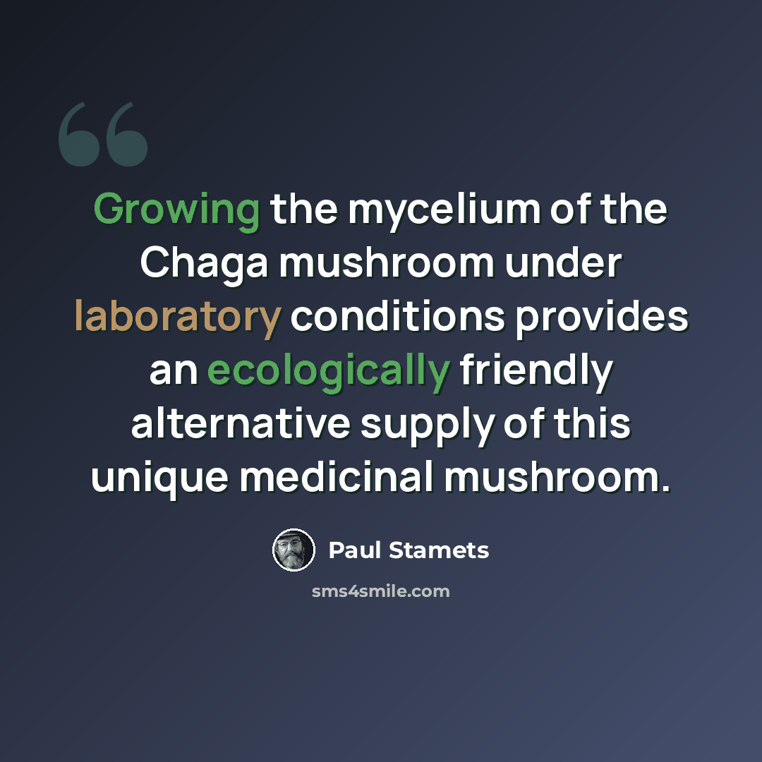 “Growing the mycelium of the Chaga mushroom under laboratory conditions provides an ecologically friendly alternative supply of this unique medicinal mushroom.” quote by Paul Stamets
