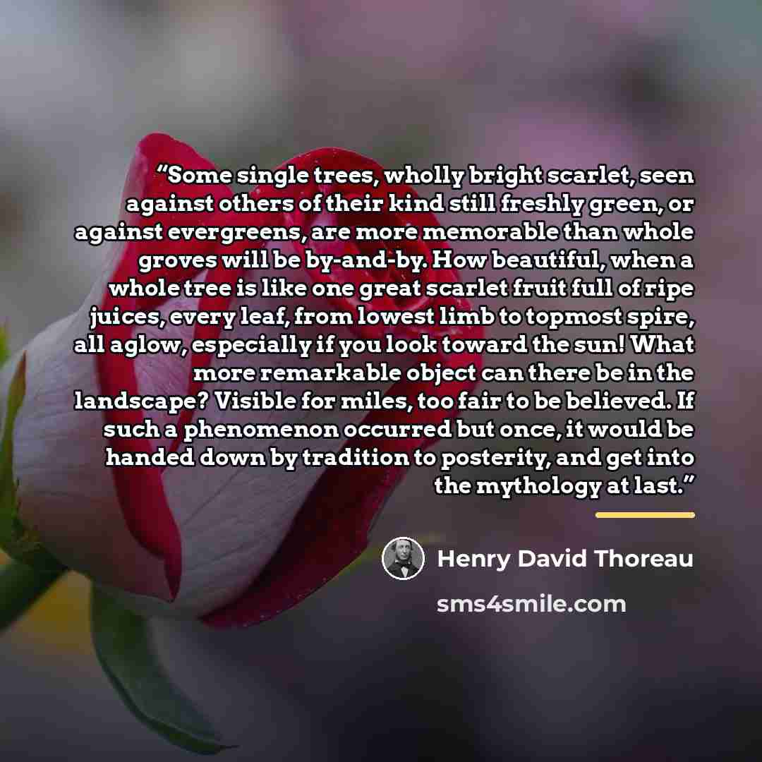 “Some single trees, wholly bright scarlet, seen against others of their kind still freshly green, or against evergreens, are more memorable than whole groves will be by-and-by. How beautiful, when a whole tree is like one great scarlet fruit full of ripe juices, every leaf, from lowest limb to…” quote by Henry David Thoreau