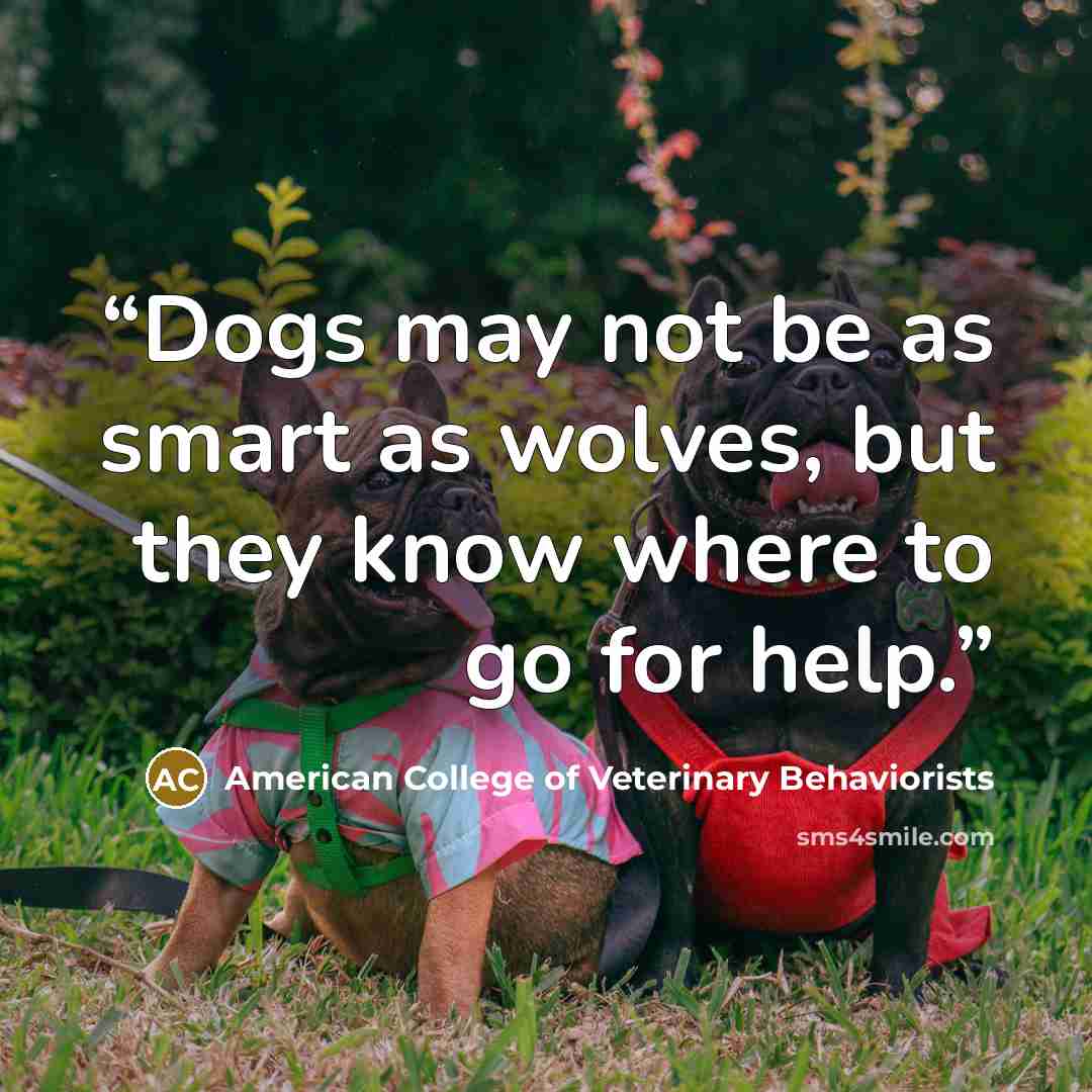 “Dogs may not be as smart as wolves, but they know where to go for help.” quote by American College of Veterinary Behaviorists