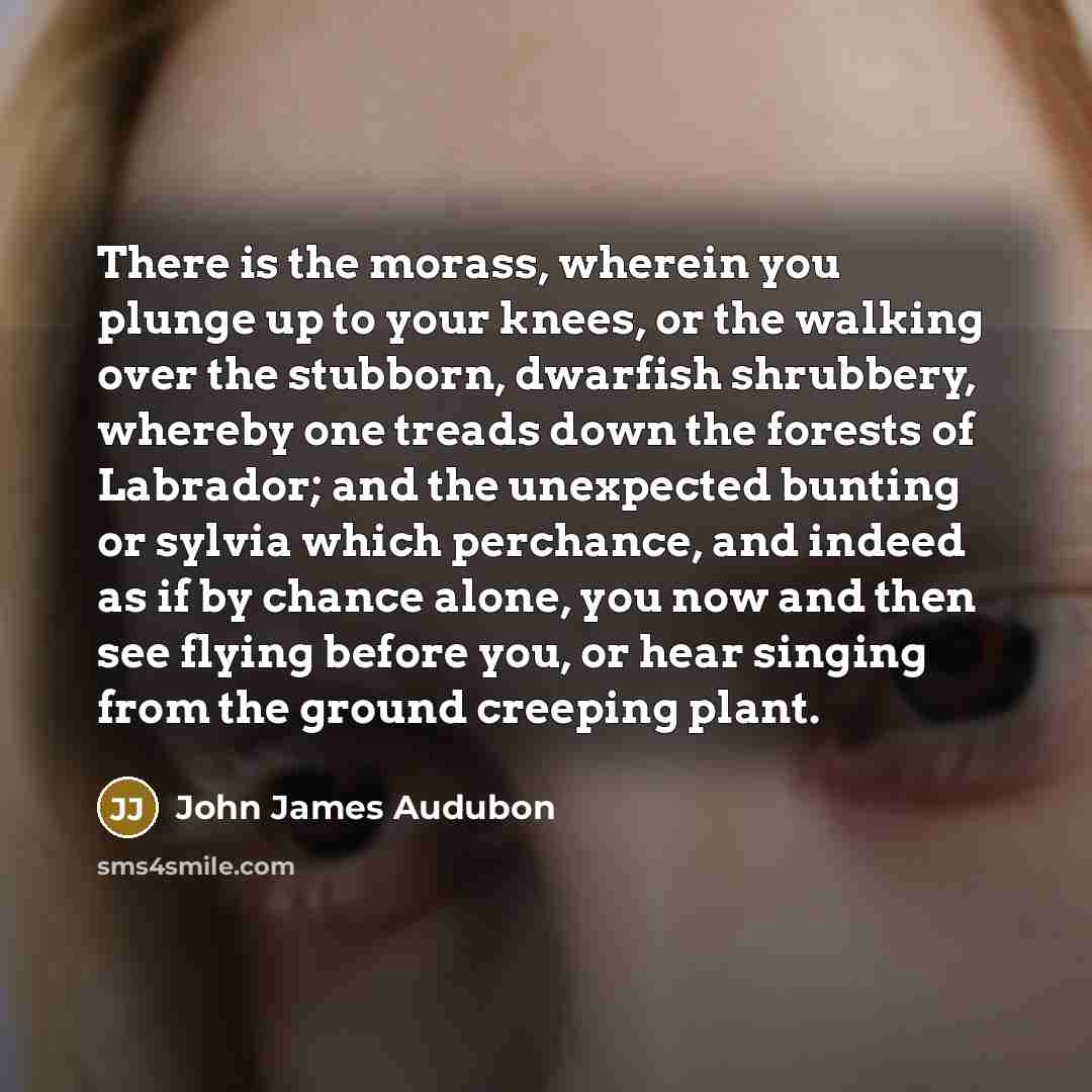 “There is the morass, wherein you plunge up to your knees, or the walking over the stubborn, dwarfish shrubbery, whereby one treads down the forests of Labrador; and the unexpected bunting or sylvia which perchance, and indeed as if by chance alone, you now and then see flying before you, or hear…” quote by John James Audubon