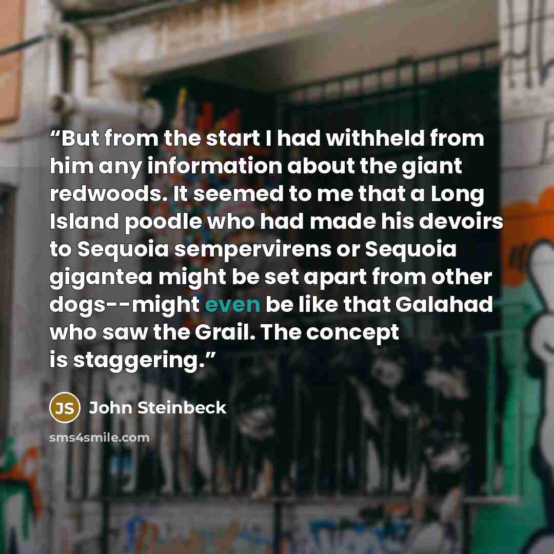 “But from the start I had withheld from him any information about the giant redwoods. It seemed to me that a Long Island poodle who had made his devoirs to Sequoia sempervirens or Sequoia gigantea might be set apart from other dogs--might even be like that Galahad who saw the Grail. The concept is…” quote by John Steinbeck