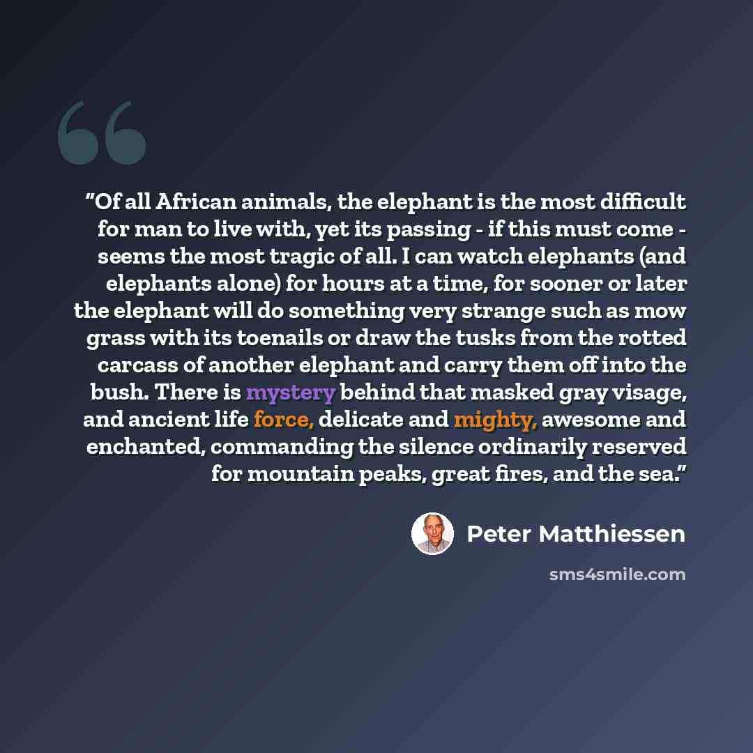“Of all African animals, the elephant is the most difficult for man to live with, yet its passing - if this must come - seems the most tragic of all. I can watch elephants (and elephants alone) for hours at a time, for sooner or later the elephant will do something very strange such as mow grass…” quote by Peter Matthiessen