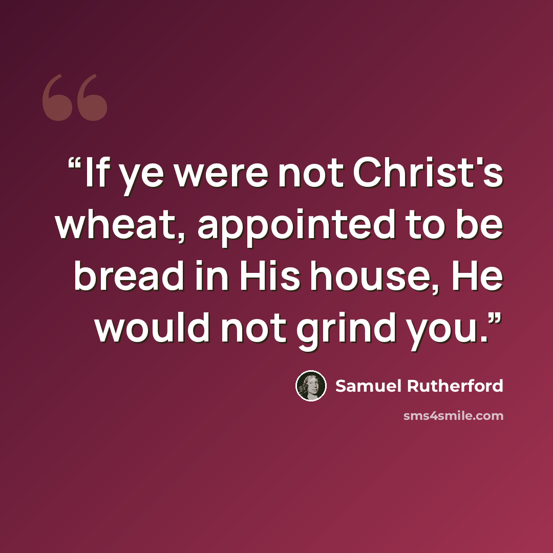 “If ye were not Christ's wheat, appointed to be bread in His house, He would not grind you.” quote by Samuel Rutherford