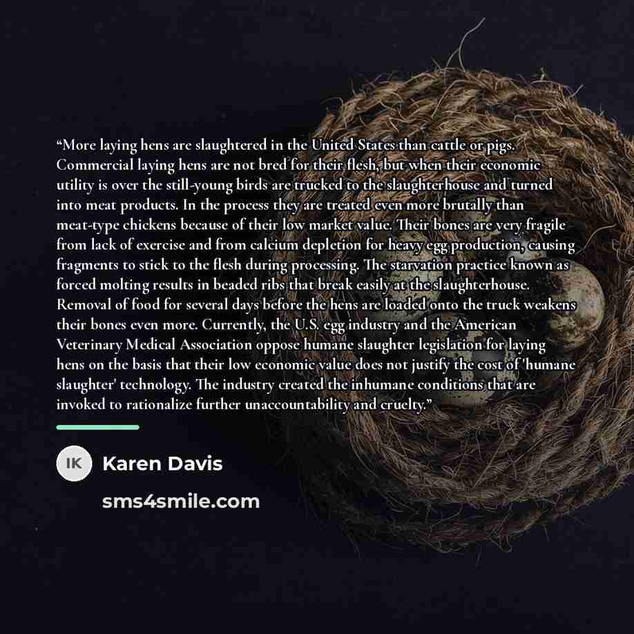 “More laying hens are slaughtered in the United States than cattle or pigs. Commercial laying hens are not bred for their flesh, but when their economic utility is over the still-young birds are trucked to the slaughterhouse and turned into meat products. In the process they are treated even more…” quote by Karen Davis