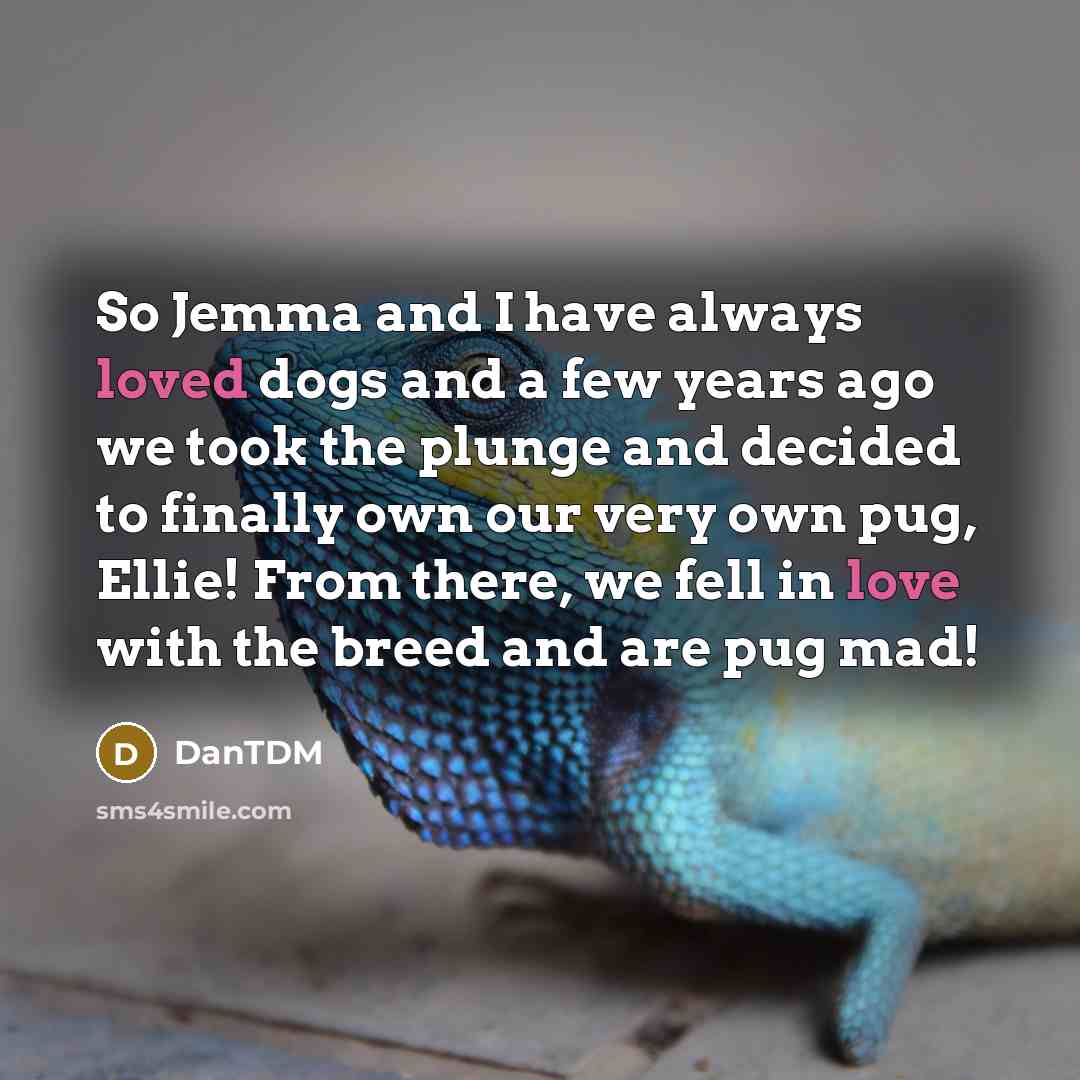 “So Jemma and I have always loved dogs and a few years ago we took the plunge and decided to finally own our very own pug, Ellie! From there, we fell in love with the breed and are pug mad!” quote by DanTDM