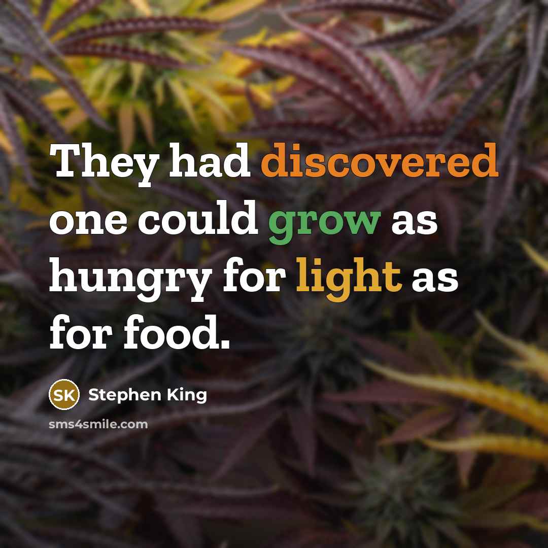 “They had discovered one could grow as hungry for light as for food.” quote by Stephen King