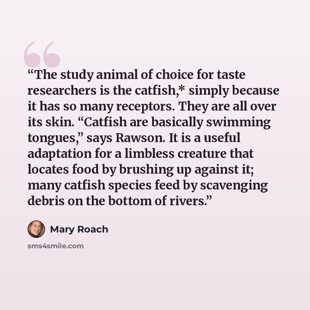 “The study animal of choice for taste researchers is the catfish,* simply because it has so many receptors. They are all over its skin. “Catfish are basically swimming tongues,” says Rawson. It is a useful adaptation for a limbless creature that locates food by brushing up against it; many catfish…” quote by Mary Roach