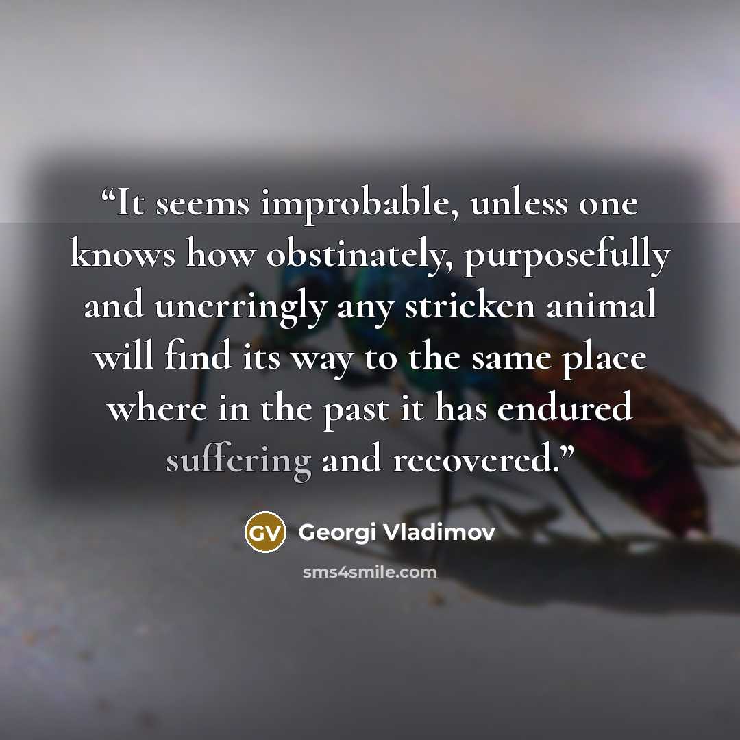 “It seems improbable, unless one knows how obstinately, purposefully and unerringly any stricken animal will find its way to the same place where in the past it has endured suffering and recovered.” quote by Georgi Vladimov