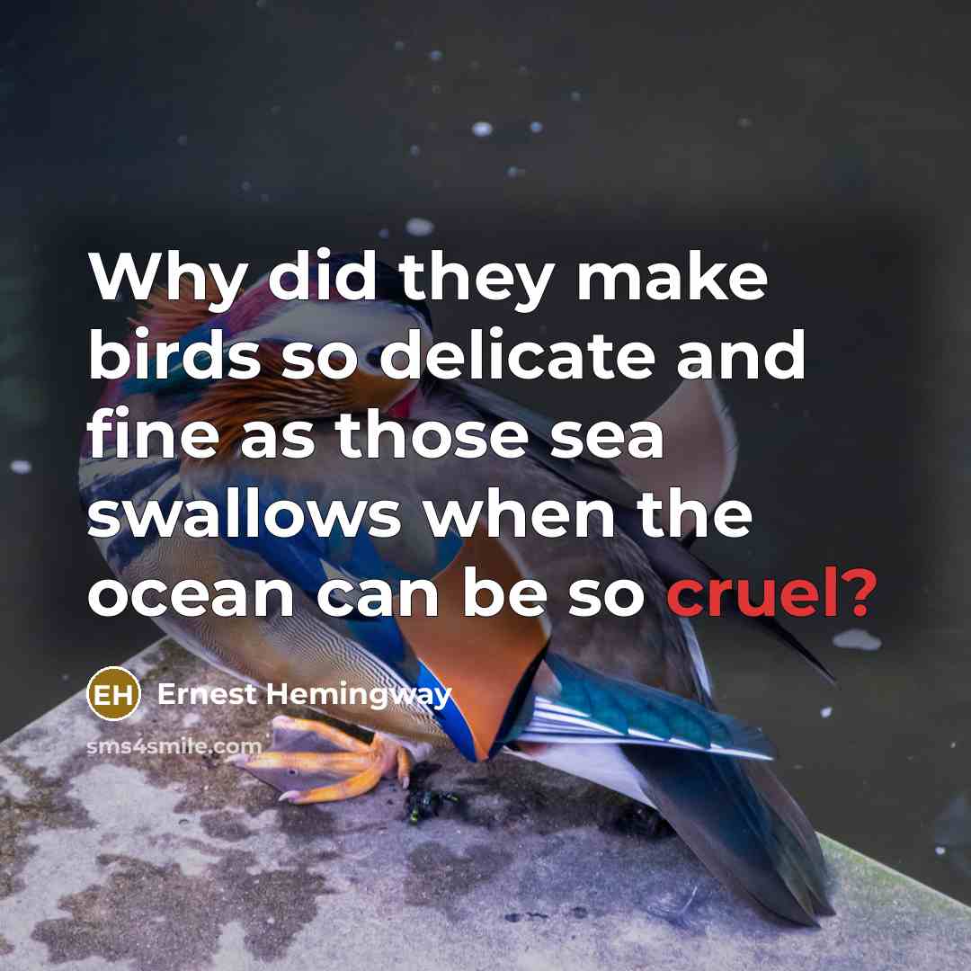 “Why did they make birds so delicate and fine as those sea swallows when the ocean can be so cruel?” quote by Ernest Hemingway