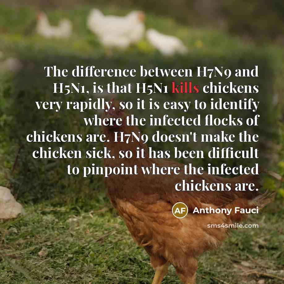 “The difference between H7N9 and H5N1, is that H5N1 kills chickens very rapidly, so it is easy to identify where the infected flocks of chickens are. H7N9 doesn't make the chicken sick, so it has been difficult to pinpoint where the infected chickens are.” quote by Anthony Fauci