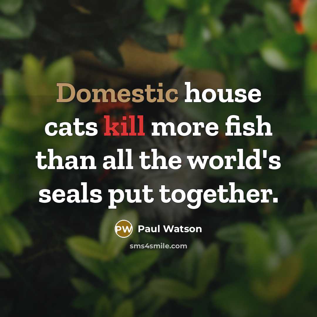 “Domestic house cats kill more fish than all the world's seals put together.” quote by Paul Watson