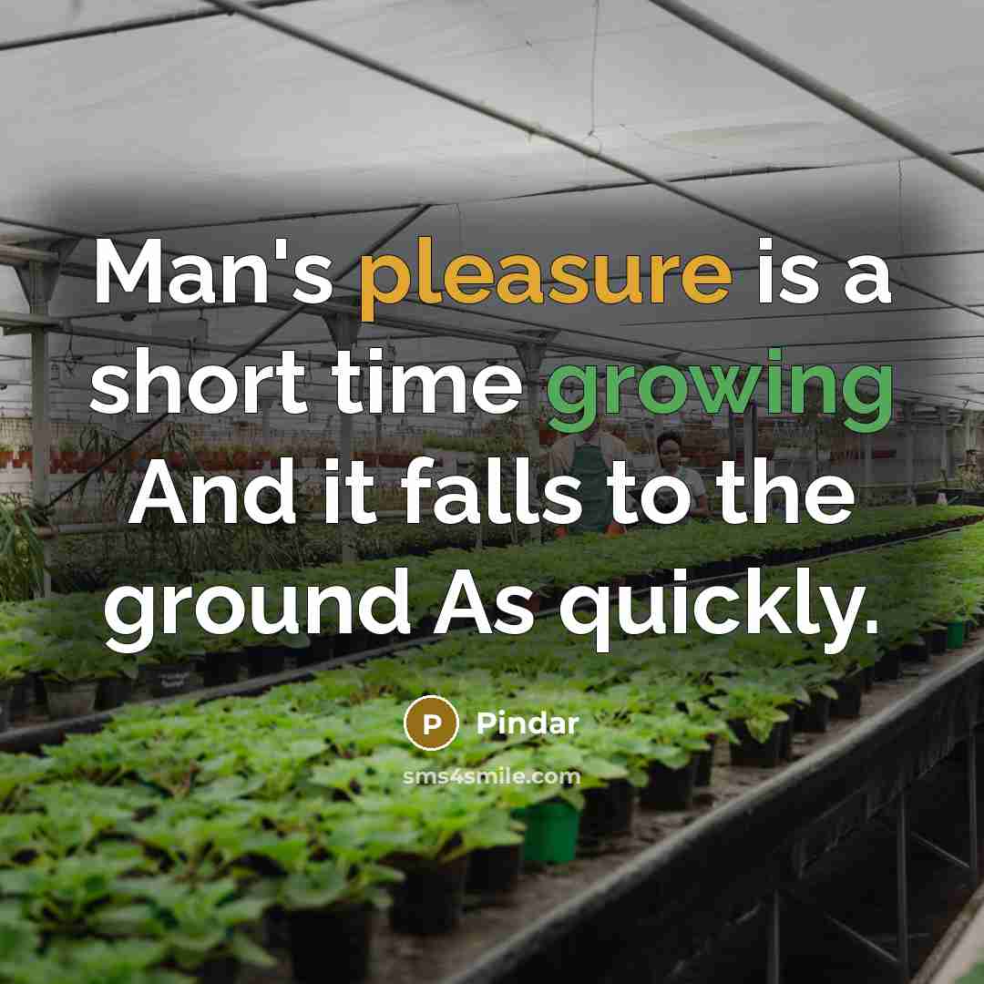 “Man's pleasure is a short time growing And it falls to the ground As quickly.” quote by Pindar