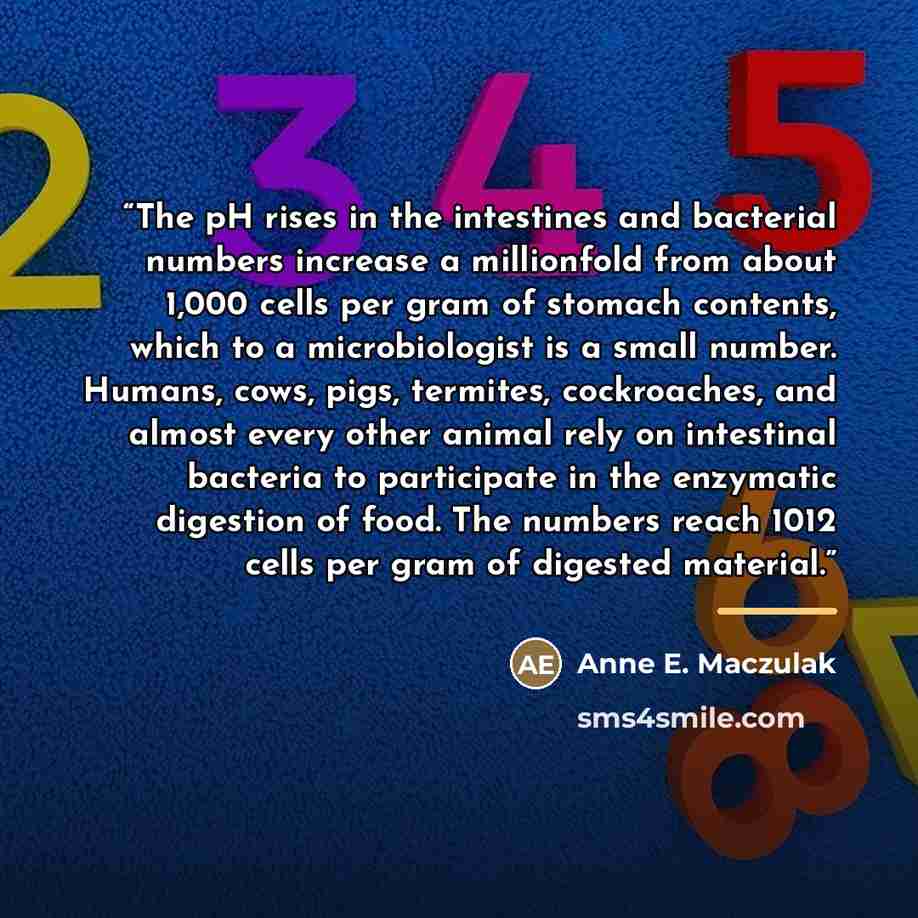 “The pH rises in the intestines and bacterial numbers increase a millionfold from about 1,000 cells per gram of stomach contents, which to a microbiologist is a small number. Humans, cows, pigs, termites, cockroaches, and almost every other animal rely on intestinal bacteria to participate in the…” quote by Anne E. Maczulak
