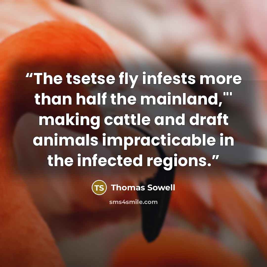 “The tsetse fly infests more than half the mainland,"' making cattle and draft animals impracticable in the infected regions.” quote by Thomas Sowell