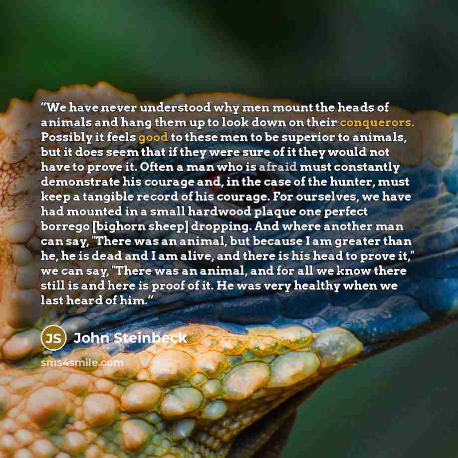 “We have never understood why men mount the heads of animals and hang them up to look down on their conquerors. Possibly it feels good to these men to be superior to animals, but it does seem that if they were sure of it they would not have to prove it. Often a man who is afraid must constantly…” quote by John Steinbeck