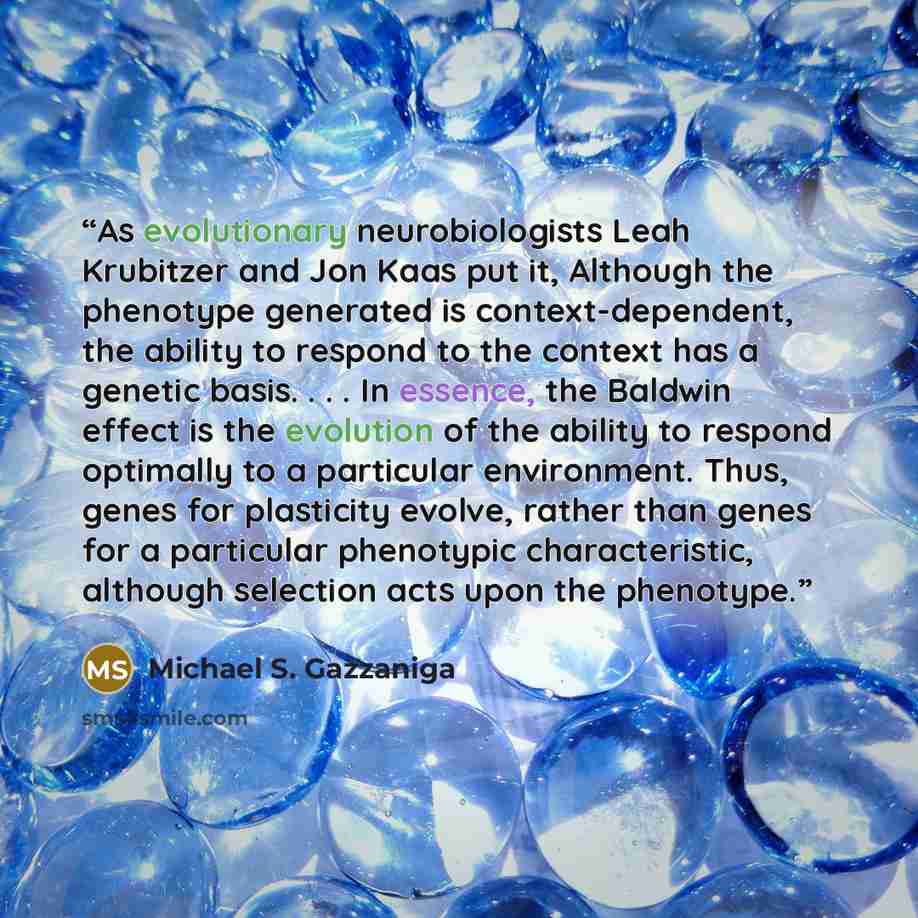 “As evolutionary neurobiologists Leah Krubitzer and Jon Kaas put it, Although the phenotype generated is context-dependent, the ability to respond to the context has a genetic basis. . . . In essence, the Baldwin effect is the evolution of the ability to respond optimally to a particular…” quote by Michael S. Gazzaniga