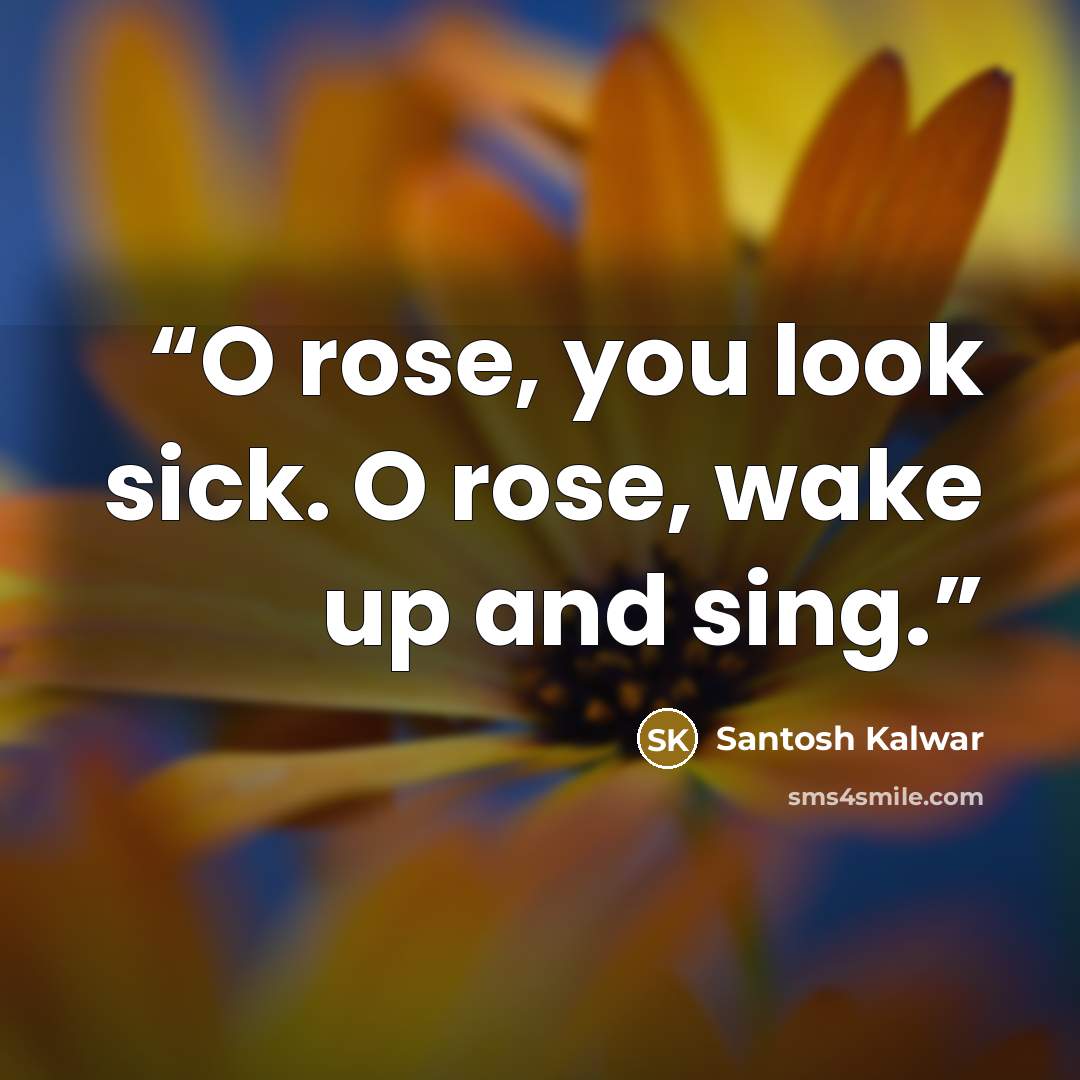 “O rose, you look sick. O rose, wake up and sing.” quote by Santosh Kalwar