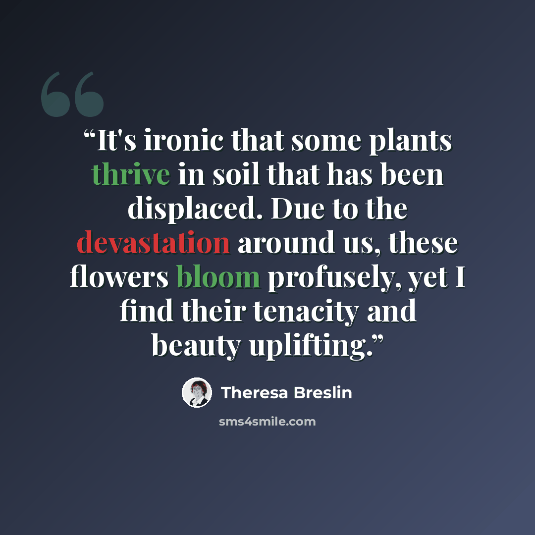 “It's ironic that some plants thrive in soil that has been displaced. Due to the devastation around us, these flowers bloom profusely, yet I find their tenacity and beauty uplifting.” quote by Theresa Breslin