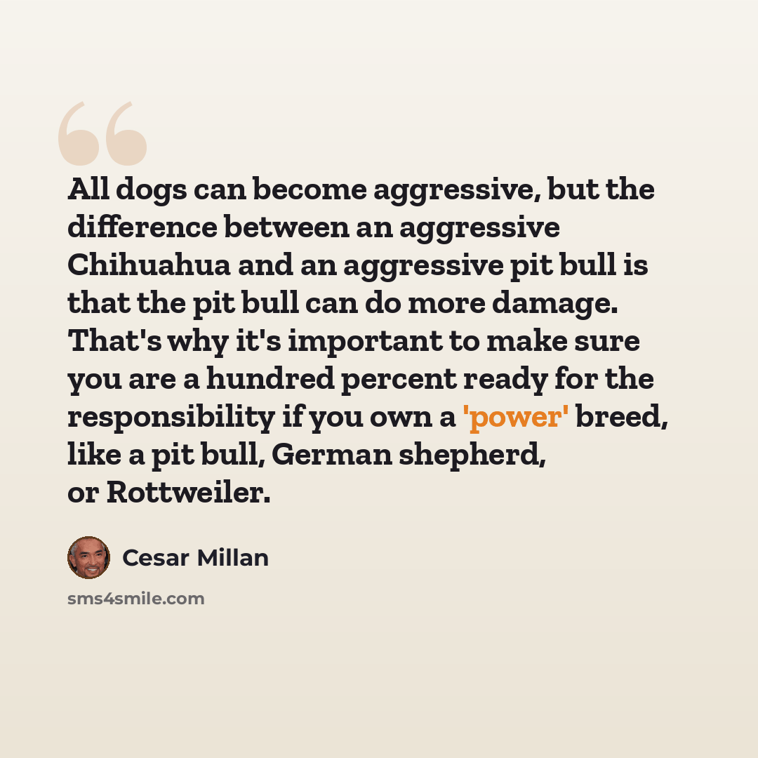 “All dogs can become aggressive, but the difference between an aggressive Chihuahua and an aggressive pit bull is that the pit bull can do more damage. That's why it's important to make sure you are a hundred percent ready for the responsibility if you own a 'power' breed, like a pit bull, German…” quote by Cesar Millan