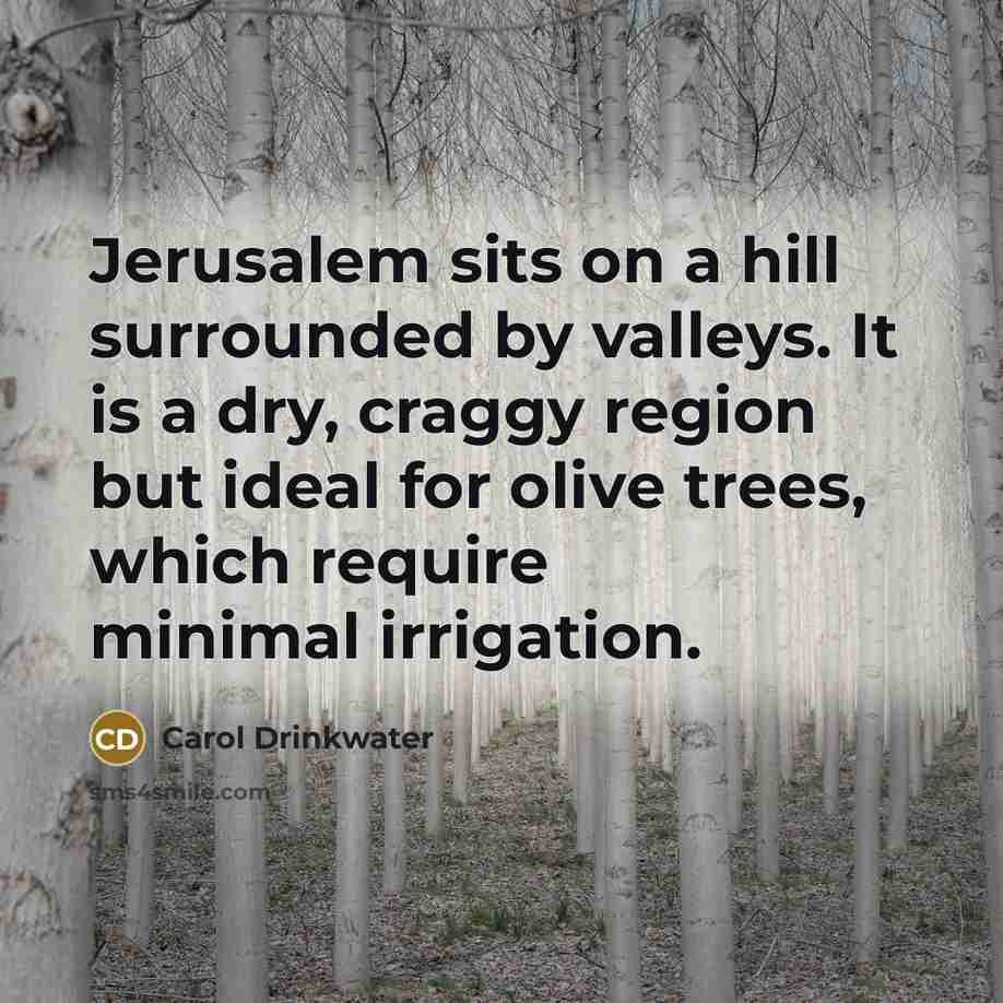 “Jerusalem sits on a hill surrounded by valleys. It is a dry, craggy region but ideal for olive trees, which require minimal irrigation.” quote by Carol Drinkwater