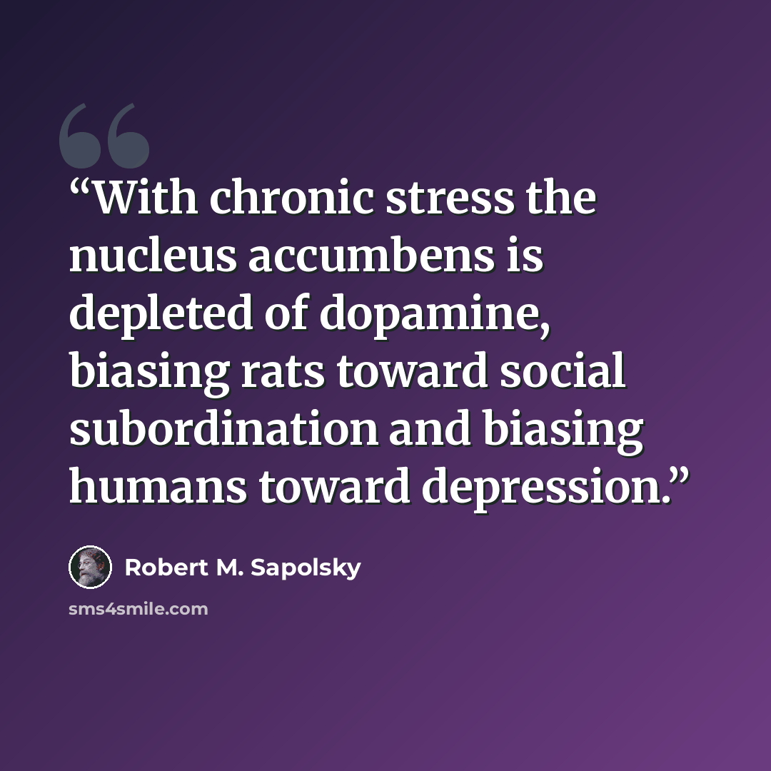 “With chronic stress the nucleus accumbens is depleted of dopamine, biasing rats toward social subordination and biasing humans toward depression.” quote by Robert M. Sapolsky