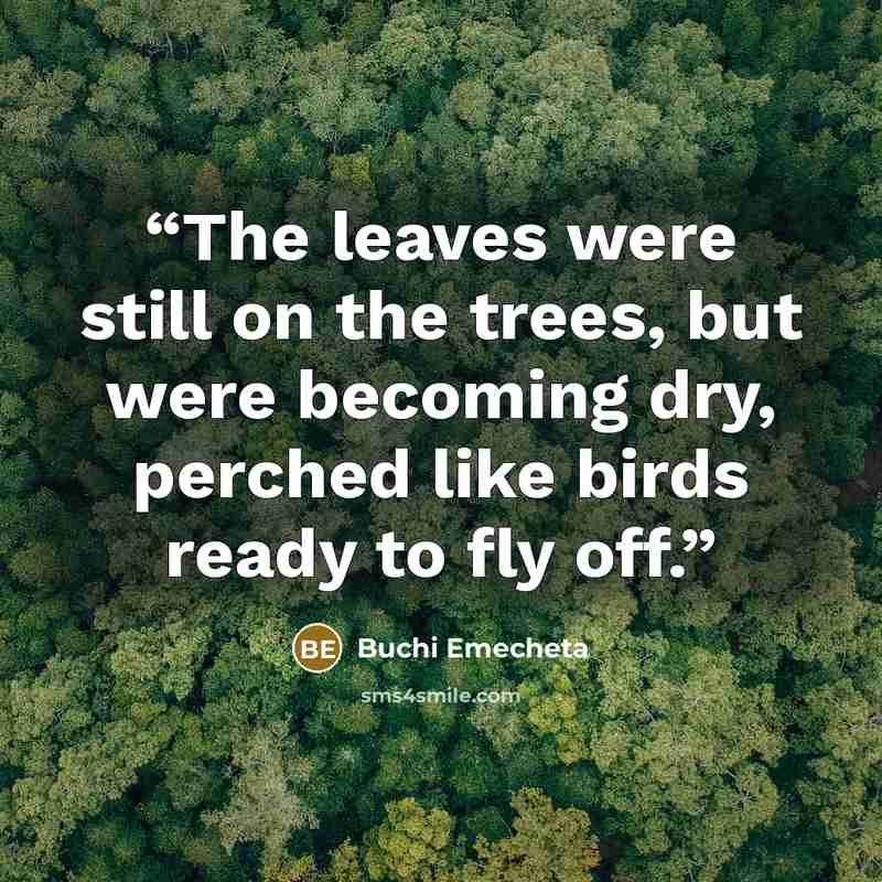 “The leaves were still on the trees, but were becoming dry, perched like birds ready to fly off.” quote by Buchi Emecheta