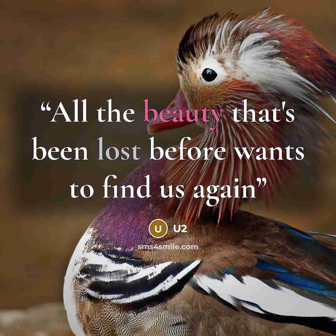 “All the beauty that's been lost before wants to find us again” quote by U2
