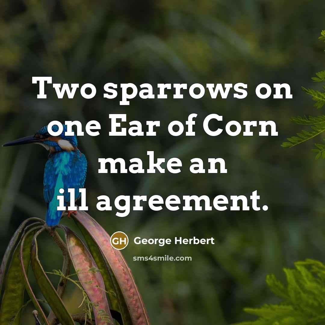 “Two sparrows on one Ear of Corn make an ill agreement.” quote by George Herbert