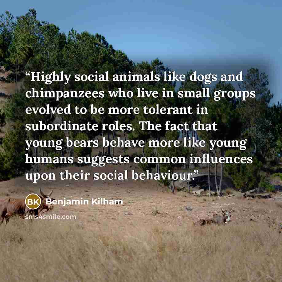 “Highly social animals like dogs and chimpanzees who live in small groups evolved to be more tolerant in subordinate roles. The fact that young bears behave more like young humans suggests common influences upon their social behaviour.” quote by Benjamin Kilham