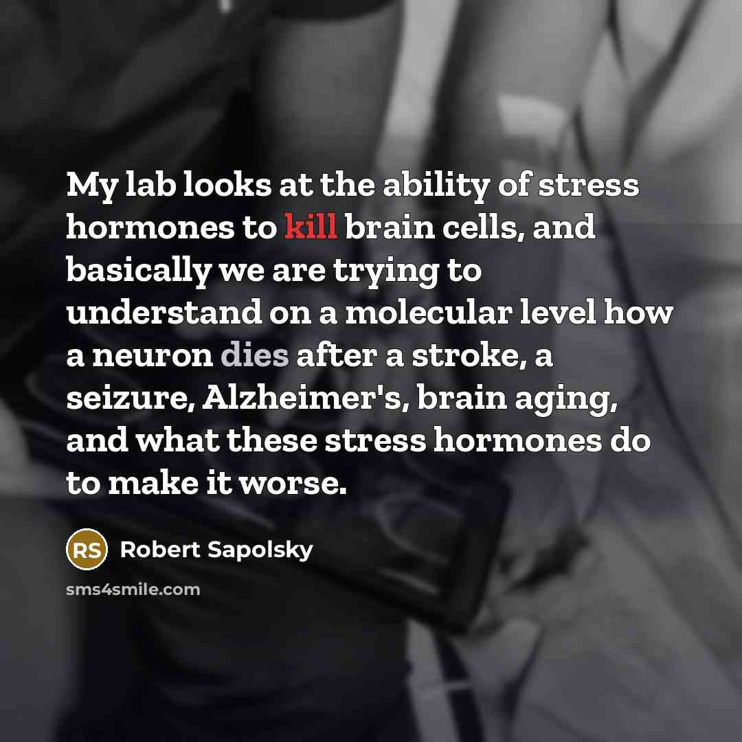 “My lab looks at the ability of stress hormones to kill brain cells, and basically we are trying to understand on a molecular level how a neuron dies after a stroke, a seizure, Alzheimer's, brain aging, and what these stress hormones do to make it worse.” quote by Robert Sapolsky
