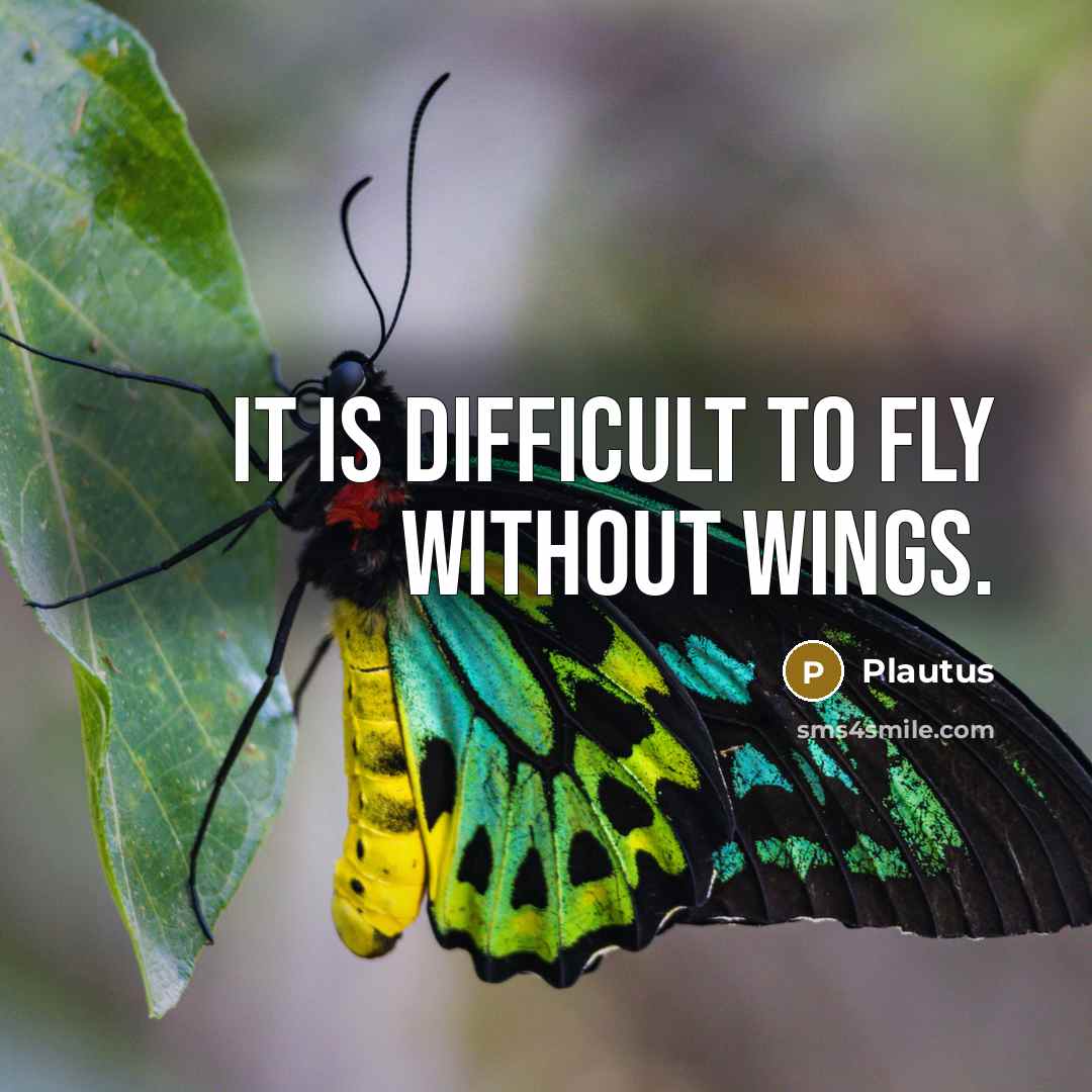 “It is difficult to fly without wings.” quote by Plautus